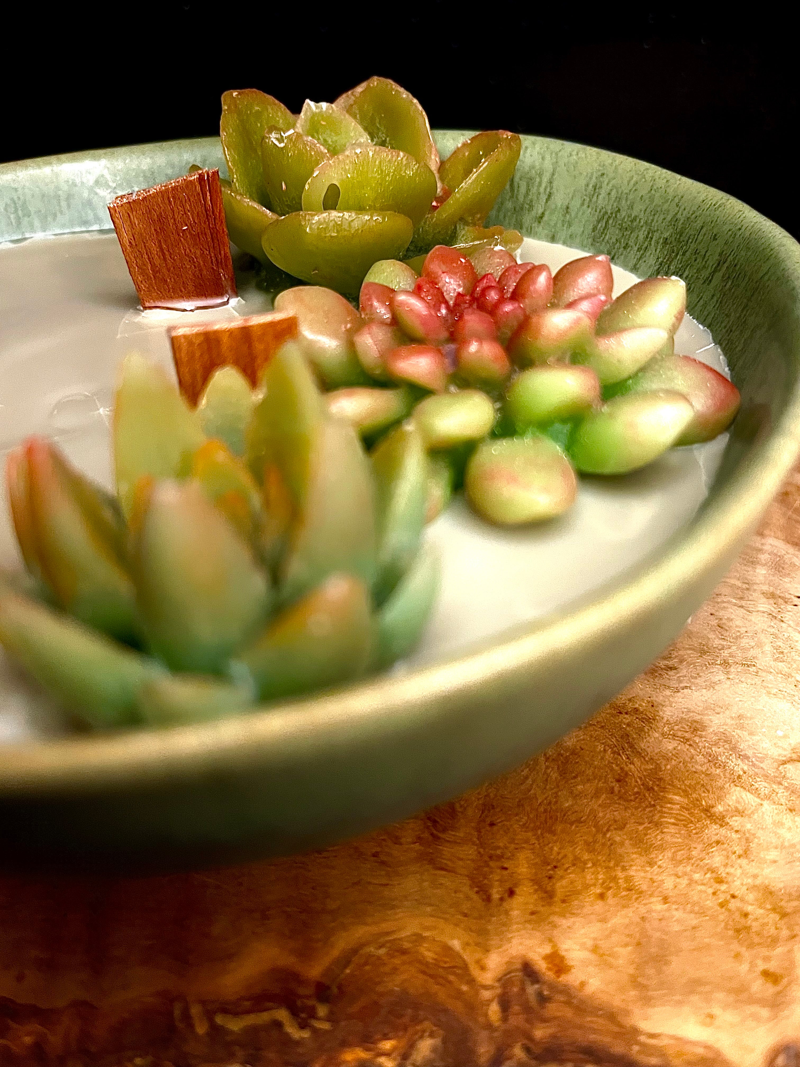 Vela “Suculentas”